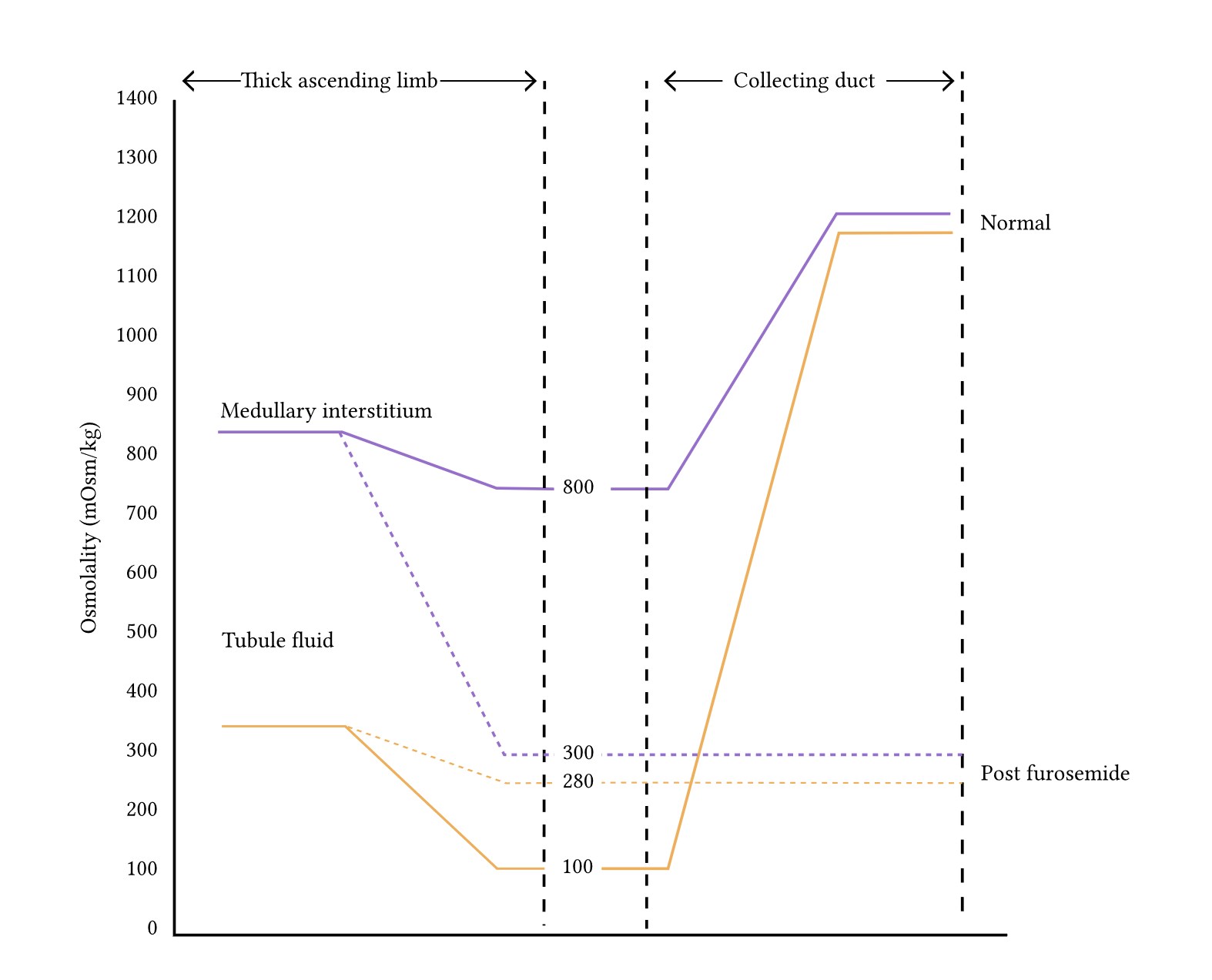 biblically accurate furosemide effect on tubular and interstitial osmolality